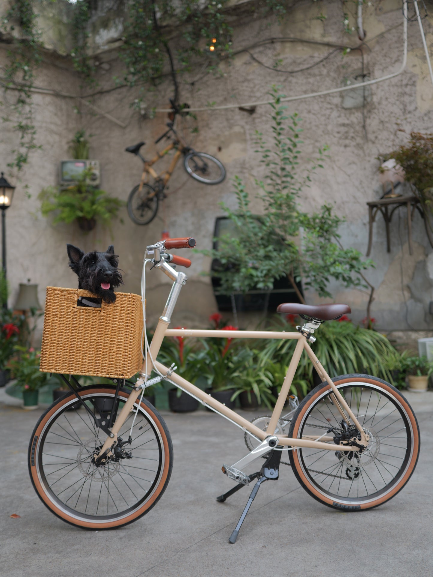 Wind (minivelo 451)