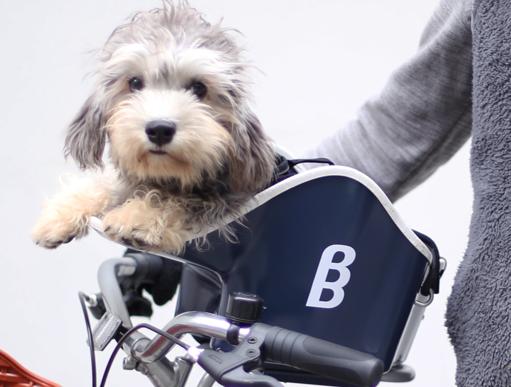 Dog in a bicycle basket with a person holding it, on a light gray background